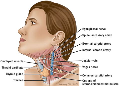 learn  primary neck cancer thanc guide