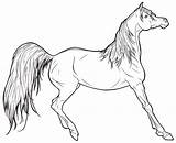Coloring Horse Realistic Pages Print Printable Popular sketch template