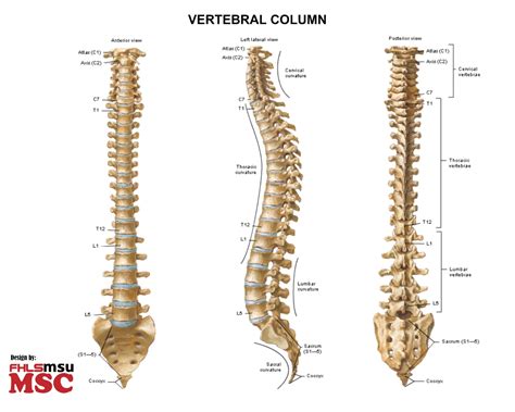 vertebral column mscmsu