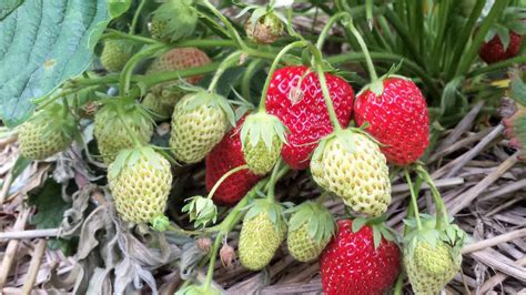 aardbei dianas mooie moestuin