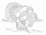 Turkey Coloring Pages Wild Super Turkeys Sheets Color Printable Leg Realistic Getcolorings Colouring Paper Kids Choose Board sketch template