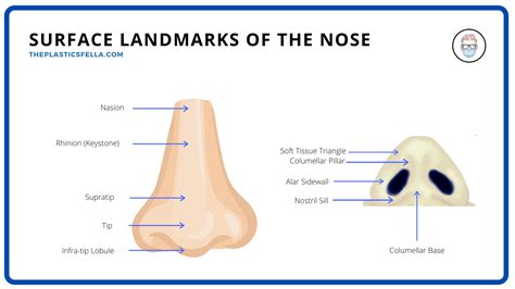 clinical anatomy   nose