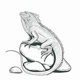Iguana Lagarto Negro Iguanas Lizard Piedra Adulta sketch template