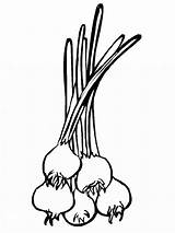 Onion Coloring Pages Comments Vegetables Recommended sketch template