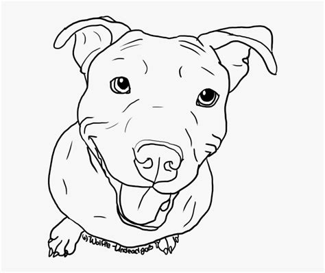 sketches  pitbull art coloring pages