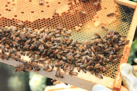 How Do Honey Bees Survive Winter Lake Erie Nature And Science Center