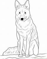 Coyote Coloring Sitting Head Drawing Howling Getdrawings Coloringpages101 Pages sketch template