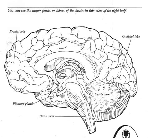 good brain coloring page   coloring pages  brain coloring