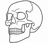 Skull Drawings Skulls Outline Side Simple Kids Library Clipart sketch template