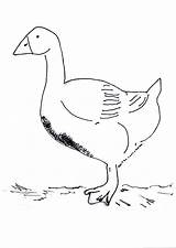 Goose Coloring Snow Pages Baby Domestic Duck Designlooter Flying Canada Library Clipart Popular 32kb 2450 Comments Cjf 2006 sketch template