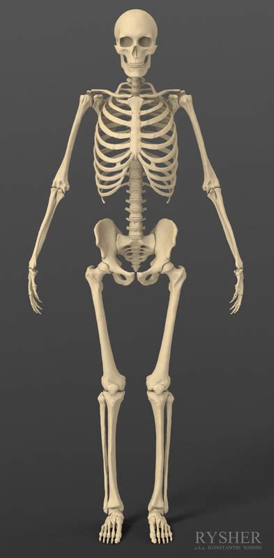 webquest  skeleton   body