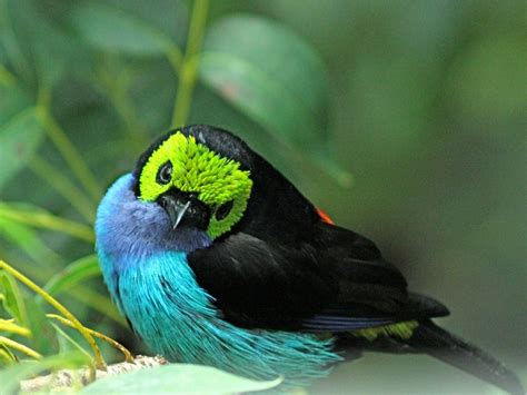 Exotic Birds Rainforest Rainforest Birds Of Paradise