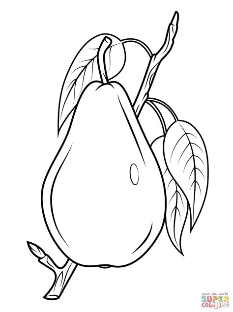 pear  branch coloring page  printable coloring pages