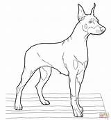 Coloring Doberman Pinscher Realistic Pages Dogs Drawing Printable Puppy Color Dog Print Supercoloring Drawings Super Getdrawings Designlooter Adult Version Click sketch template