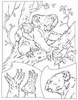 Coloring Pages Wildlife Animal Print sketch template