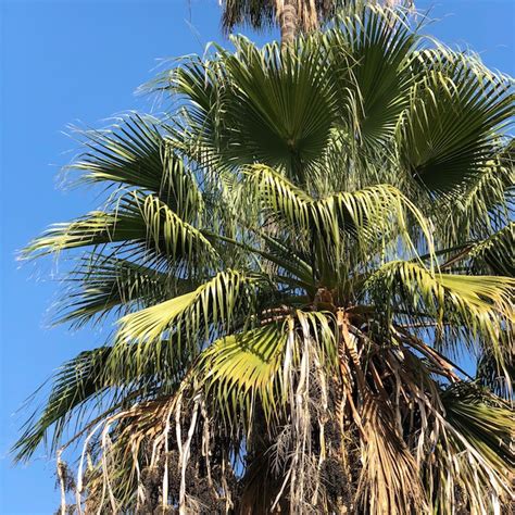 dying oasis  palms  la