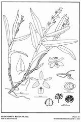 Rigidum Epidendrum sketch template