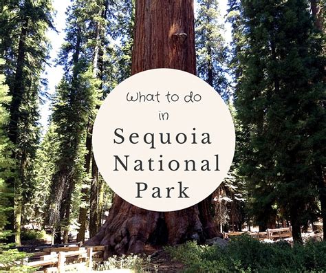 what to do in sequoia national park in one day no back home