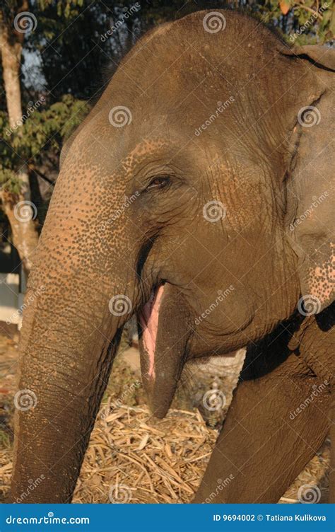 head   elephant stock photo image  reserve thailand