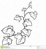 Vines Vine Efeu Coloring Sketch Creeping Edera Pumpkin Skizze Vektors Gezeichnete Leaf Clipground Lierre Zeichnung Dekor Jungle Helix Hedera Vector sketch template
