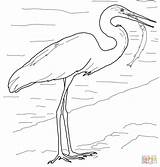 Egret Coloring Great Heron Fish Pages Beak Designlooter Drawings 28kb 1200 sketch template