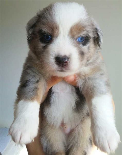 australian shepherd puppies pure bred minis kevin frazier smooth jazz entertainment