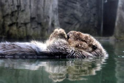 sleepy otter httpiftttzzpaw cat day otters sleepy