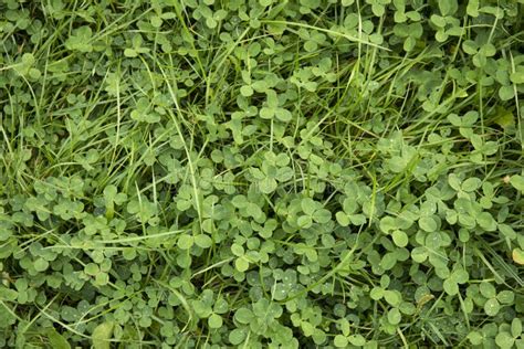 green grass  clover plant lawn background stock photo image