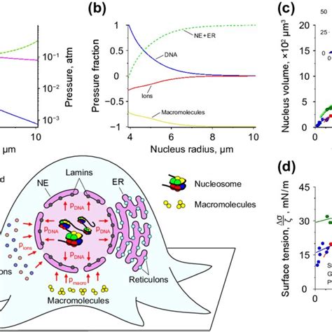 size   cell nucleus   effect   chromatin