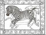 Zebra Coloring Pages Kids Printable Adult Head Print Animal Zebras Color Colouring Sheets Boom Rhythm Animals Getcolorings Band Coloringhome Bestcoloringpagesforkids sketch template