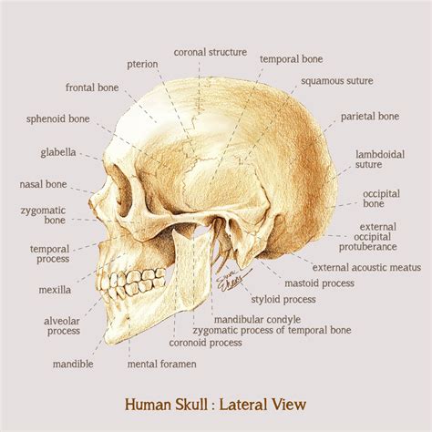 human skull anatomy lateral view human skull anatomy medical