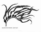 Kelp Seaweed Sea Clipartmag sketch template