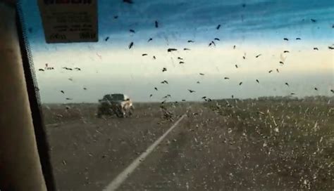 drivers view blocked  huge swarm  mosquitos