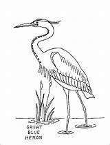 Heron Egret Animalstown Canku Ota Nine Herron 1coloring sketch template