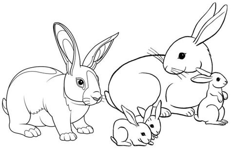 real  cartoon rabbit coloring pages  children coloring pages