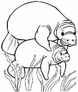 Manatee Coloring Pages Cute Manatees Template Printable Choose Board sketch template