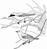 Warbler Shrike Bordar Desenhos Yellowthroat Passaros Parulidae Designlooter Supercoloring Printmania 38kb 480px sketch template