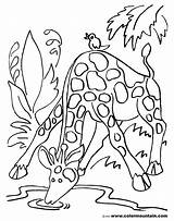 Drinking Coloring Water Pages Giraffe Getcolorings Getdrawings sketch template