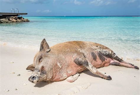 zwemmen met varkens op playa porto marie een unieke belevenis wauwcuracao