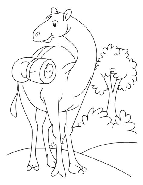 printable camel coloring pages  kids