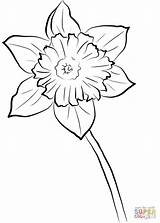 Daffodil Coloring Pages Yellow Printable Flower Daffodils Drawing Template Supercoloring Templates Choose Board Printables Categories sketch template