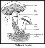 Fungi Mushroom Hyphae Fungus Parts Spores Fungal Organism Study Mushrooms Living Kids Nature Biology Considered Entire False Statement Each Kingdom sketch template