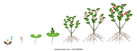 Growth Stages Garden Roses Plant Vector Stock Vector Royalty Free