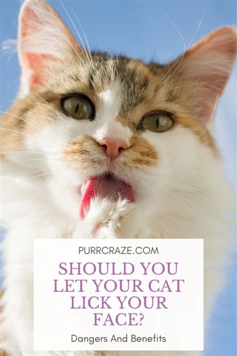 Should I Let My Cat Lick My Face Purr Craze