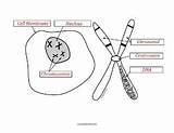 Chromosome Labeling Biology Worksheet Diagram Biologycorner Tpt Pairing sketch template