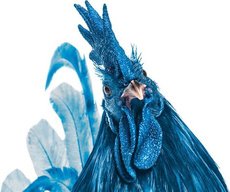 blue hen primary colors blue color