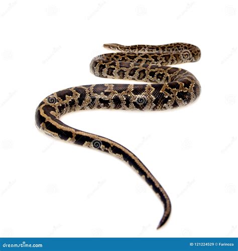 burmese python  white background stock image image  large juvenile