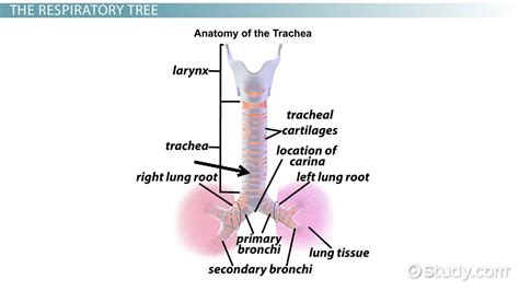 What Is Trachea Function Structure And Purpose Video And Lesson