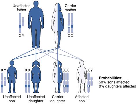 difference between autosomal and x linked inheritance definition