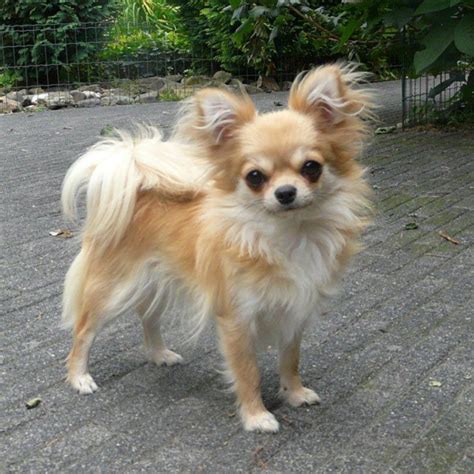 papillon  long haired chihuahua breed comparison
